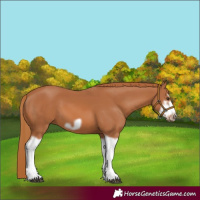 Horse Color:Chestnut Splash Frame