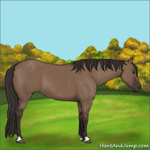 Horse Color:Liver Red Dun