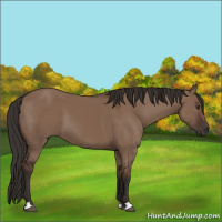 Horse Color:Liver Red Dun 