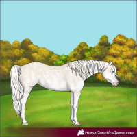 Horse Color:Perlino Sabino  and Silver Perlino Sabino 