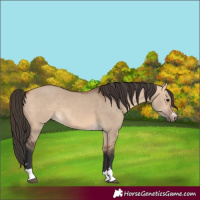 Horse Color:Bay Dun 