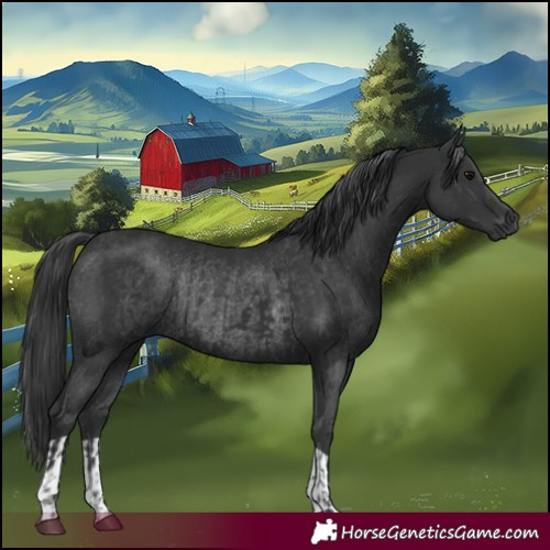 Horse Color:Black and Black Rabicano