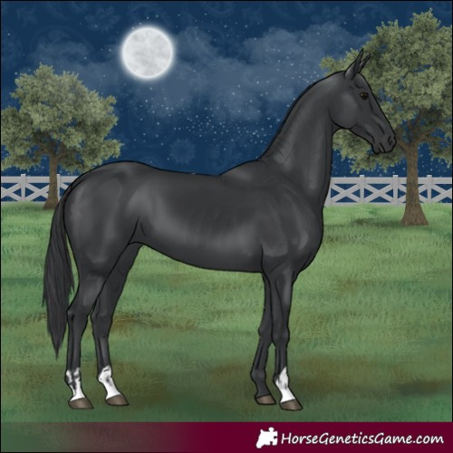 Horse Color:Black  and Black 