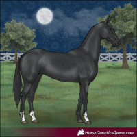 Horse Color:Black  and Black 