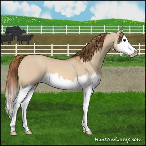 Horse Color:Red Dun Splash