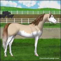 Horse Color:Red Dun Splash 