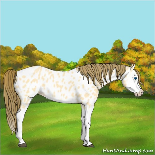 Horse Color:Buckskin Dun Splash Near Leopard