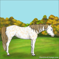 Horse Color:Buckskin Dun Splash Near Leopard 