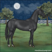 Horse Color:Black  and Black 