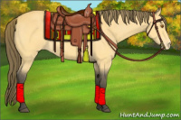 Horse Color:Buckskin Appaloosa 