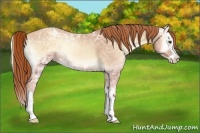 Horse Color:Gold Champagne Ice Onyx Splash 