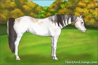 Horse Color:White Spotted Amber Champagne Ice Onyx Splash Frame 