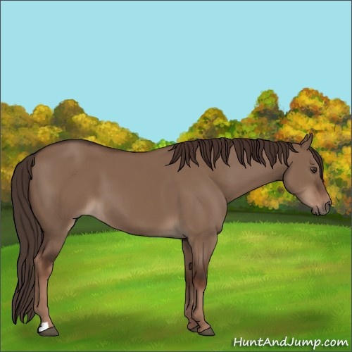 Horse Color:Liver Red Dun 