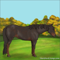 Horse Color:Liver Chestnut 