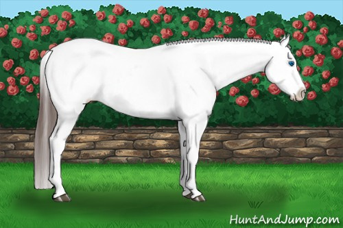 Horse Color:Bay Sabino Splash Appaloosa and Brown Sabino Splash Frame Appaloosa