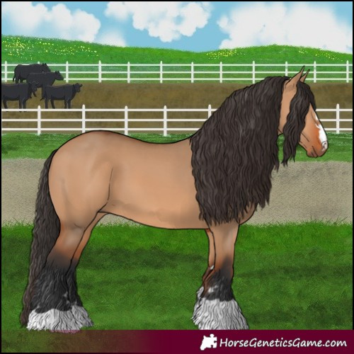 Horse Color:Bay Dun 