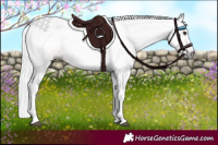 Horse Color:Gray Chestnut 