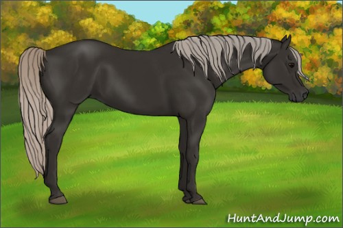 Horse Color:Gray Silver Black 
