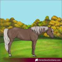 Horse Color:Silver Black 