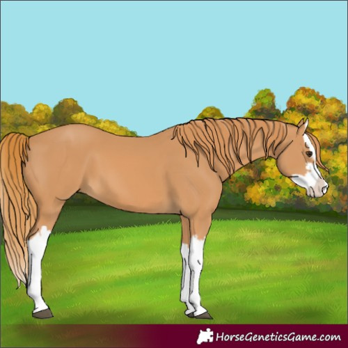 Horse Color:Chestnut Splash 