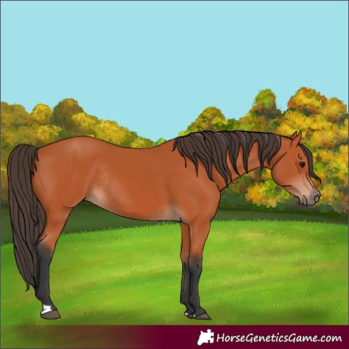 Horse Color:Bay Rabicano 