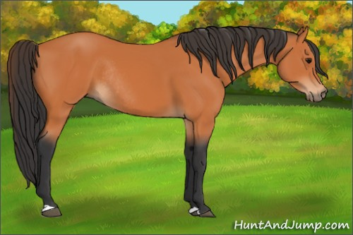 Horse Color:Bay Rabicano 
