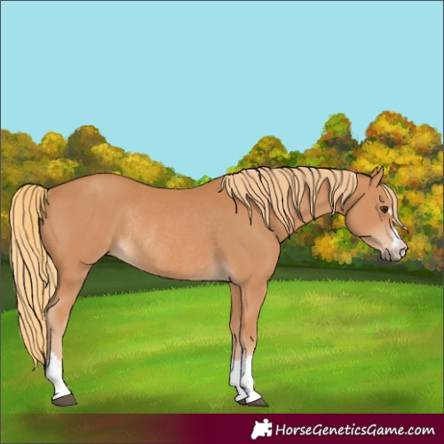 Horse Color:Chestnut Rabicano 