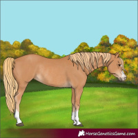 Horse Color:Chestnut Rabicano 