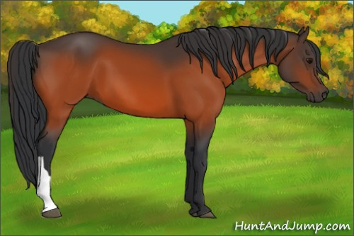 Horse Color:Bay 