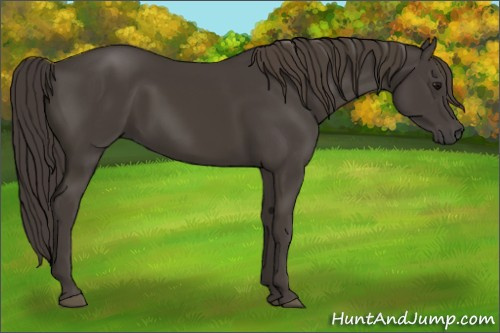 Horse Color:Smoky Black 