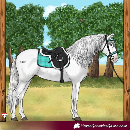 Horse Color:Silver Brown Dun Near Leopard