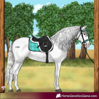 Horse Color:Silver Brown Dun Near Leopard 
