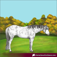Horse Color:White Spotted Blue Roan Splash Frame Appaloosa 