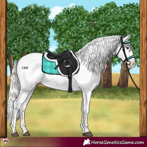 Horse Color:Silver Brown Dun Appaloosa