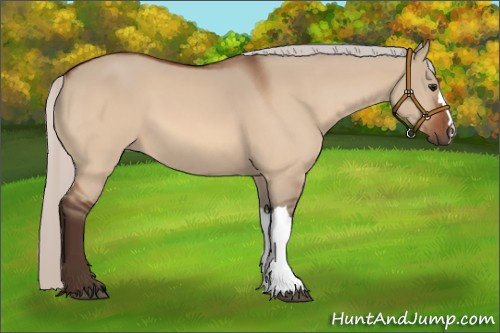 Horse Color:Silver Bay Dun 