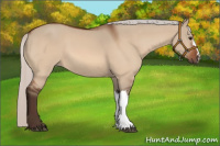 Horse Color:Silver Bay Dun 