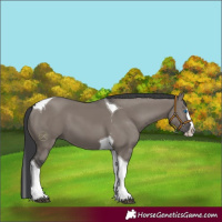 Horse Color:Grullo Splash Tobiano 