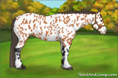 Horse Color:Bay Roan Appaloosa