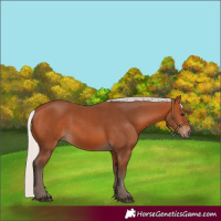 Horse Color:Silver Bay 