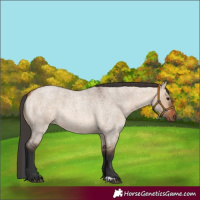Horse Color:Bay Roan Dun 