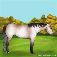 Horse Color:Gray Bay 