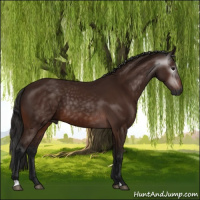 Horse Color:Gray Bay 