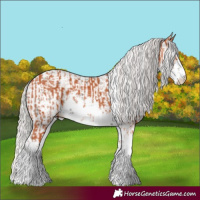 Horse Color:White Spotted Silver Bay  and White Spotted Silver Black Sabino 
