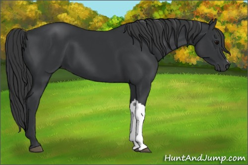 Horse Color:Black 