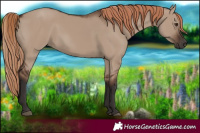 Horse Color:Liver Red Dun Rabicano 