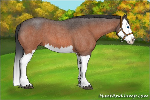 Horse Color:Bay Roan Splash 