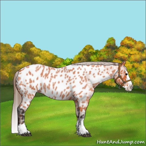 Horse Color:Bay Roan Splash Appaloosa 