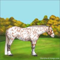 Horse Color:Bay Roan Splash Appaloosa 