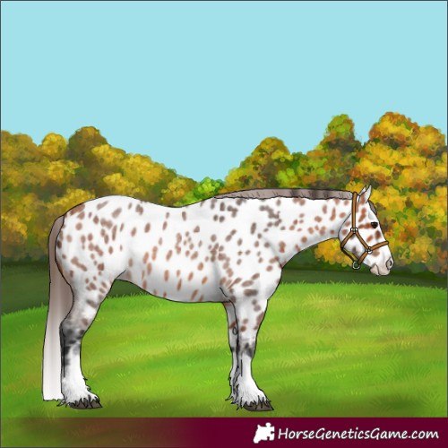 Horse Color:Bay Roan Splash Appaloosa