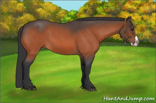 Horse Color:Bay Roan Splash